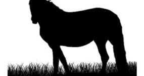 Sunrise Horse Rescue